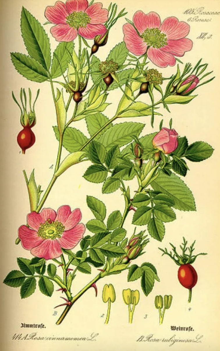 Botanical plate of wild roses, thorns documented